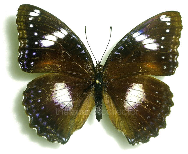 Hypolimnas bolina