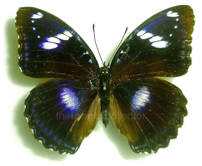 Hypolimnas bolina