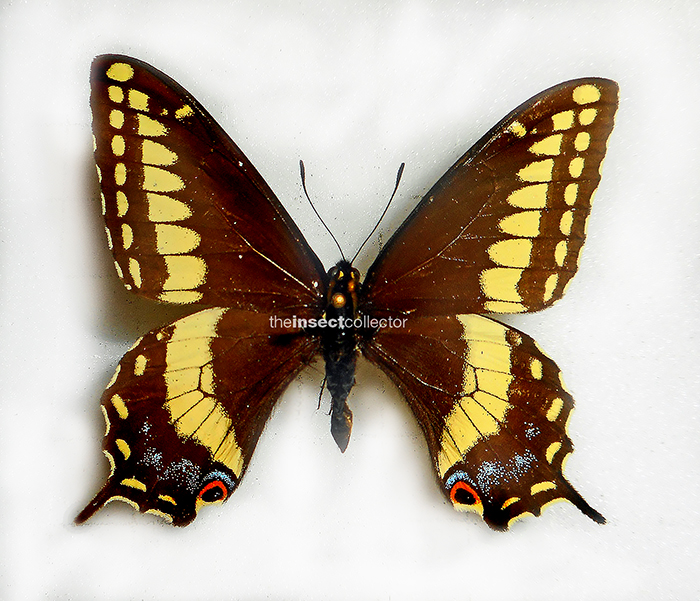 Papilio indra
