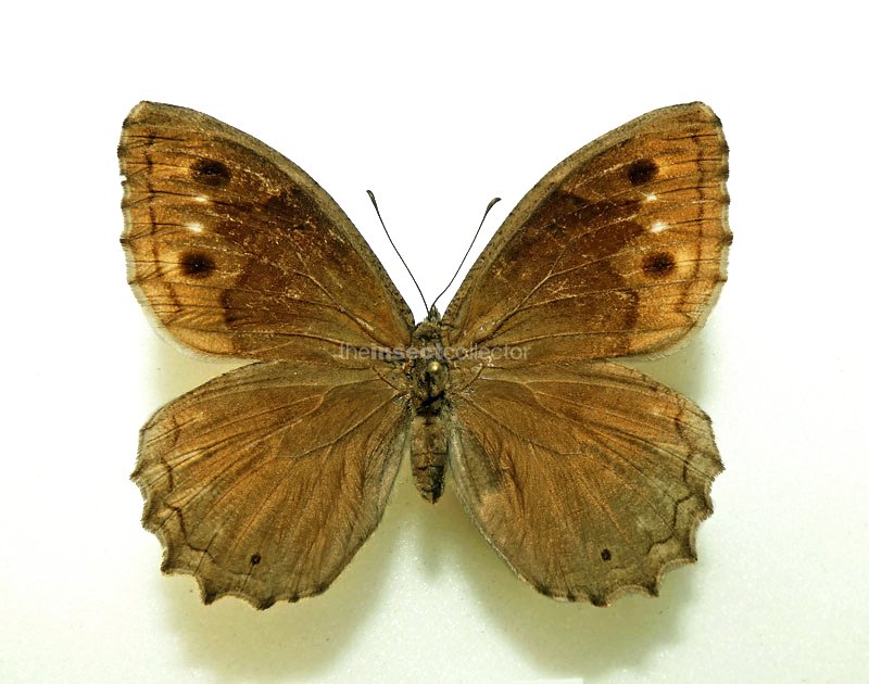 Hipparchia fatua