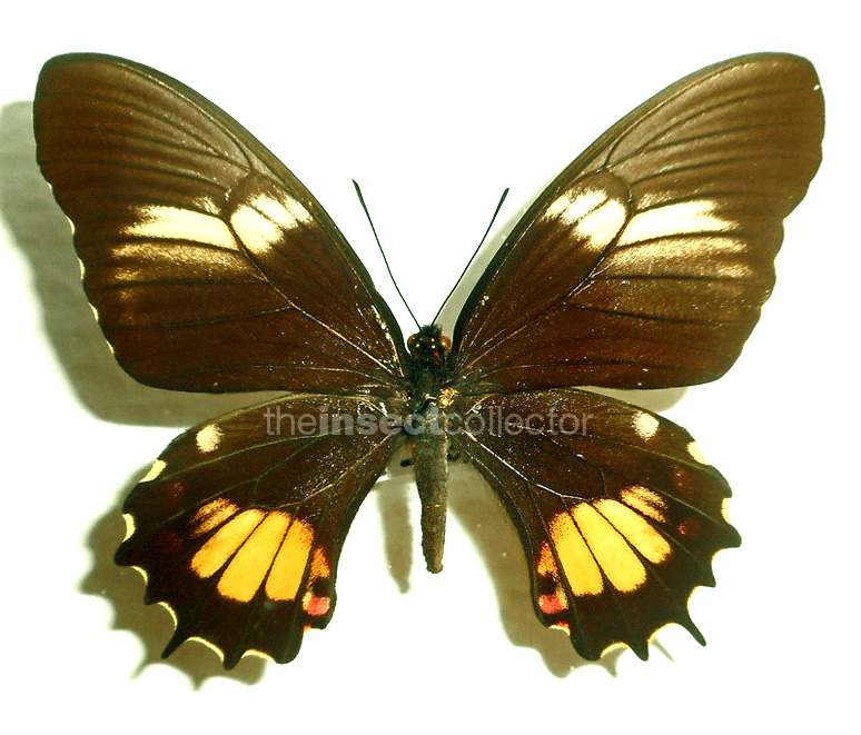 Papilio isidorus