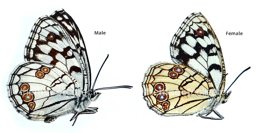 Melanargia ines