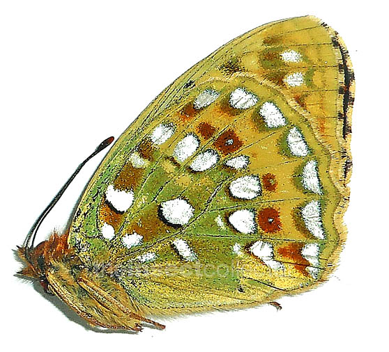 Argynnis jainadeva 