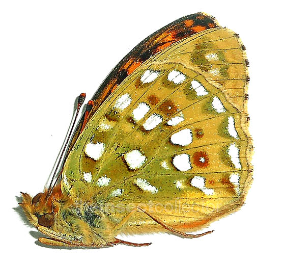 Argynnis jainadeva 