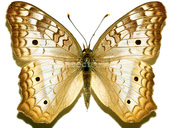 Anartia jathrophae