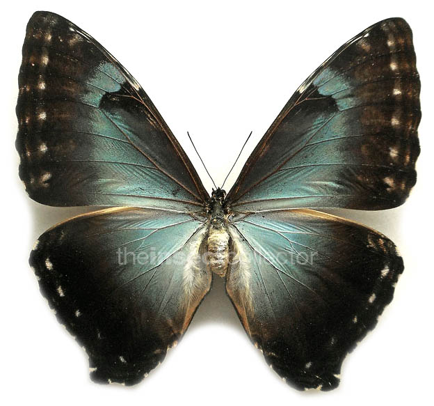 Morpho cisseis 