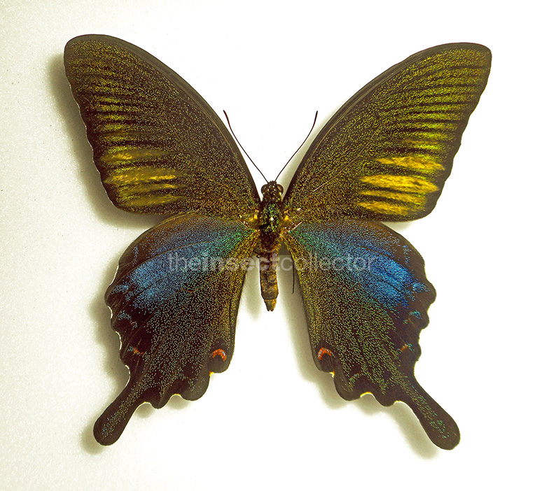 Papilio dehaanii 