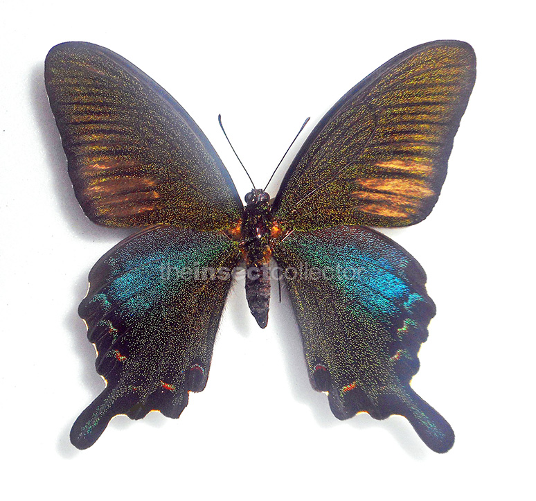 Papilio dehaanii 