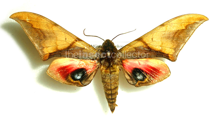 Callambulyx junonia
