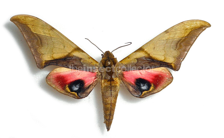 Callambulyx junonia