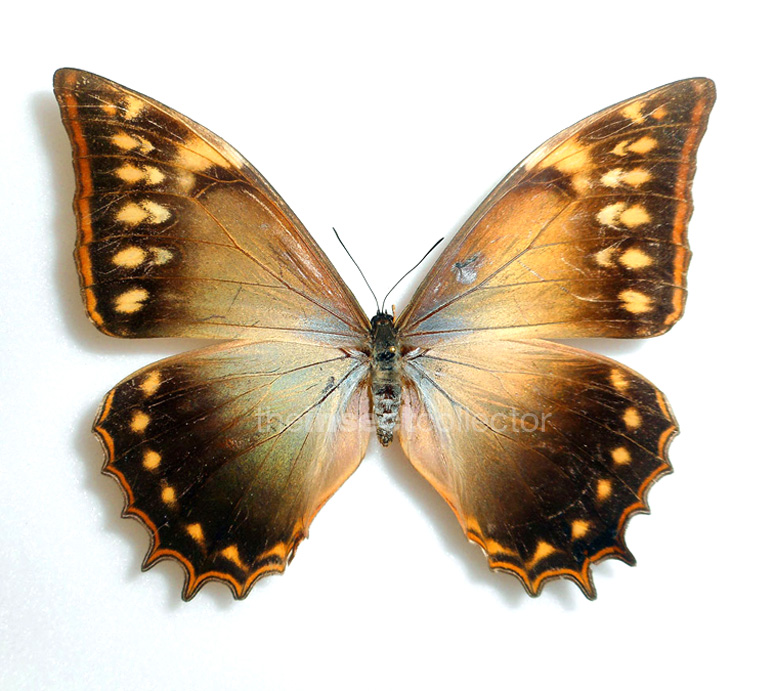 Morpho theseus 