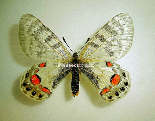 Parnassius romanovi