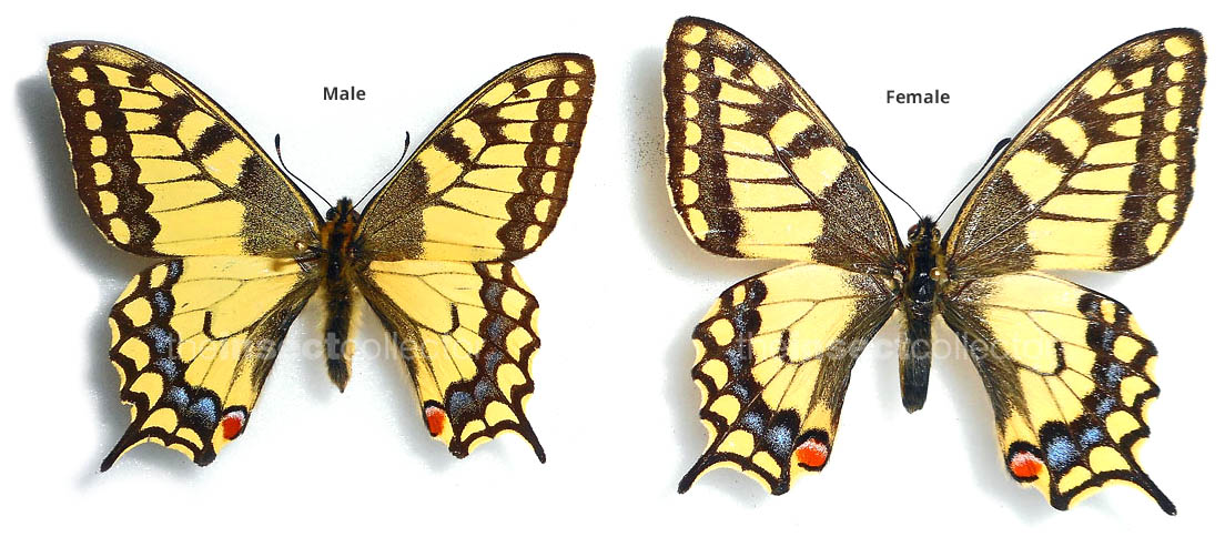 Papilio machaon