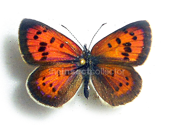 Lycaena kasyapa (=zariaspa) 