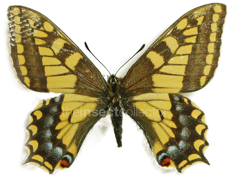 Papilio hookeri(=sikkimensis)