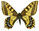 Papilio hookeri(=sikkimensis)