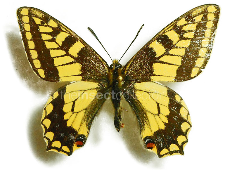 Papilio hookeri(=sikkimensis)