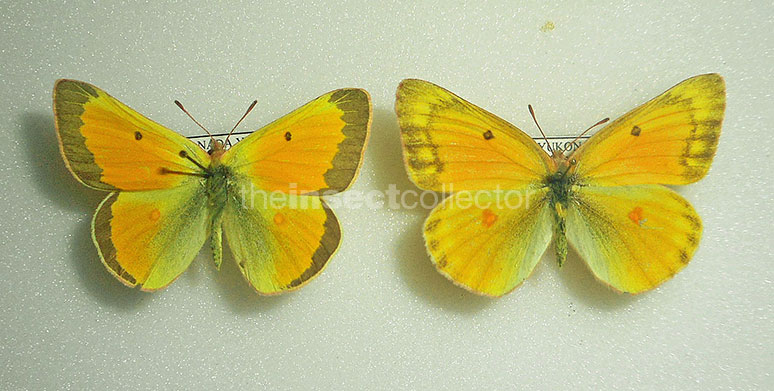 Colias krauthii 