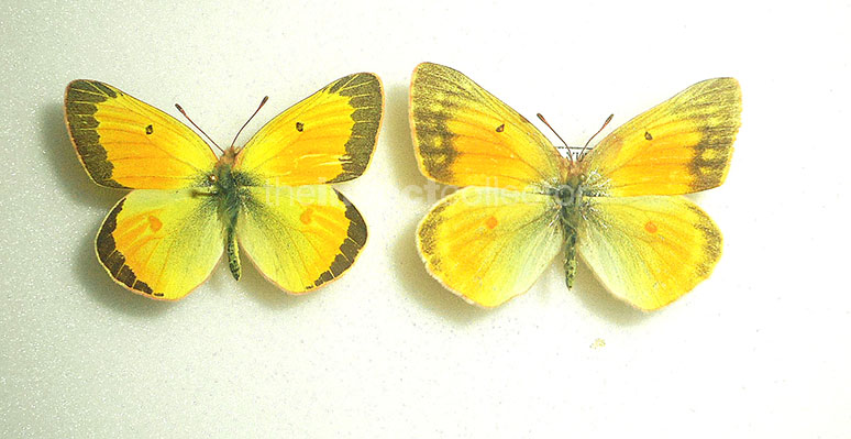 Colias krauthii 