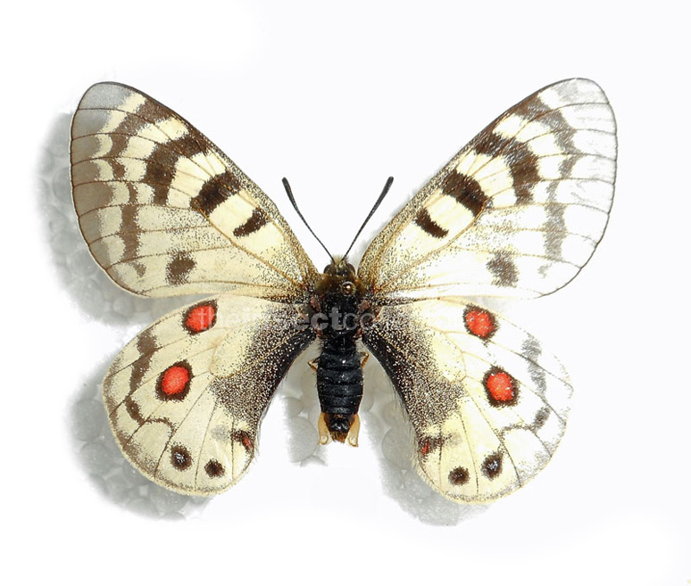 Parnassius elegans 