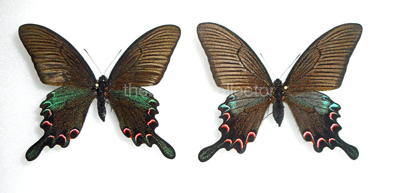 Papilio dehaanii