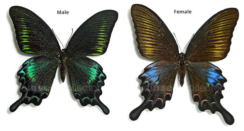 Papilio bianor 