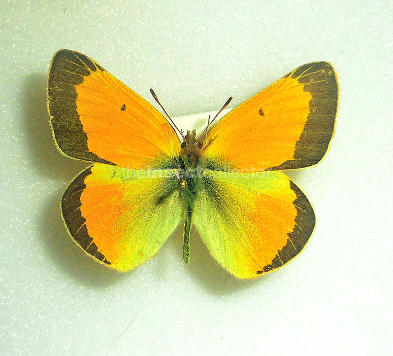 Colias krauthii 