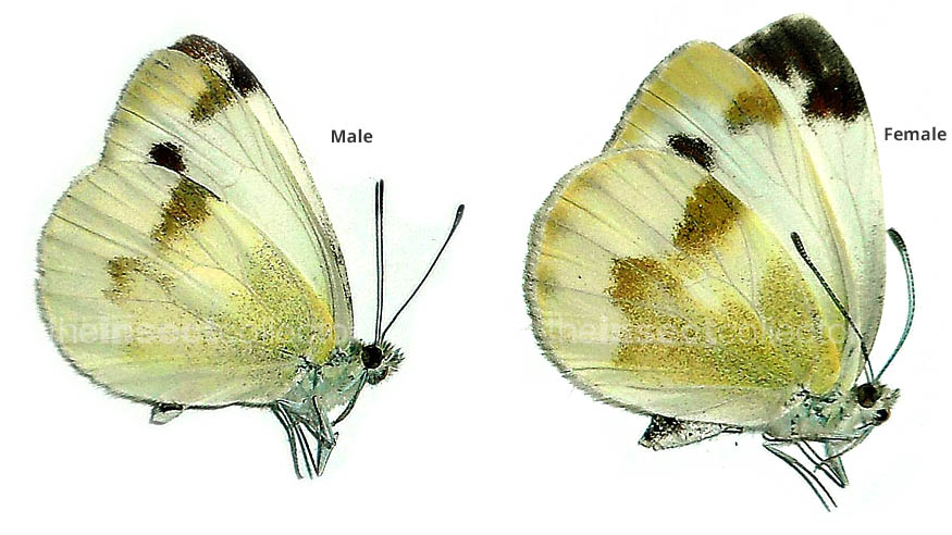 Pieris krueperi 