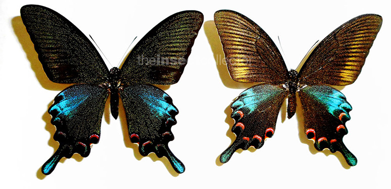 Papilio bianor 