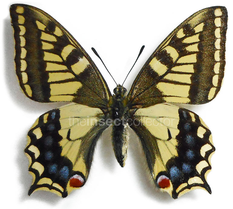 Papilio ladakensis