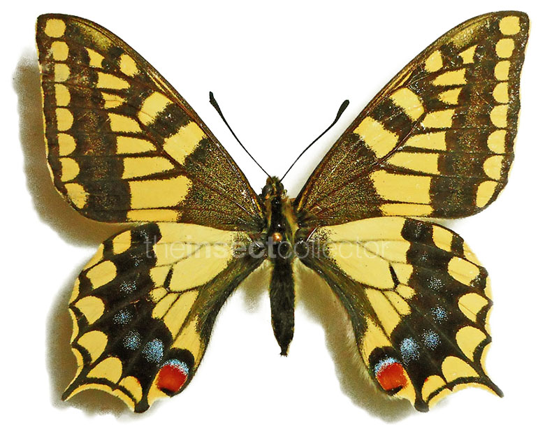 Papilio ladakensis