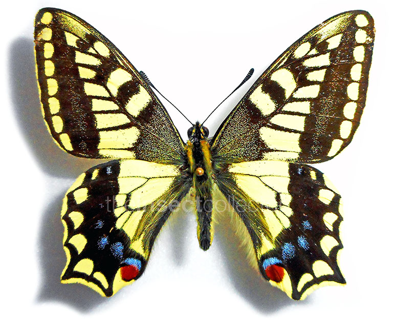 Papilio ladakensis