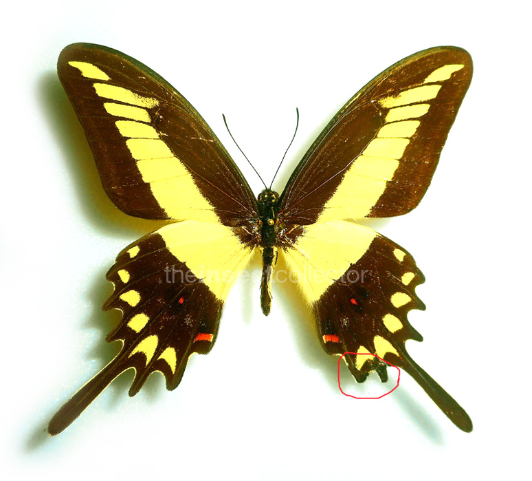 Papilio lemarchei 