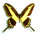 Papilio lemarchei 