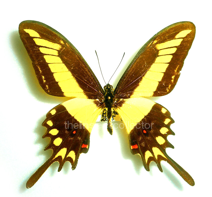 Papilio lemarchei 