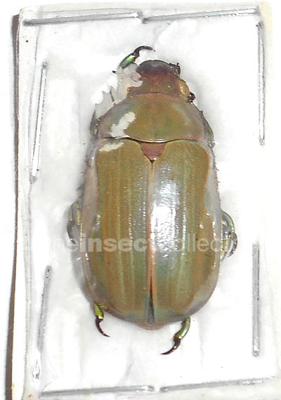 Chrysina laniventris