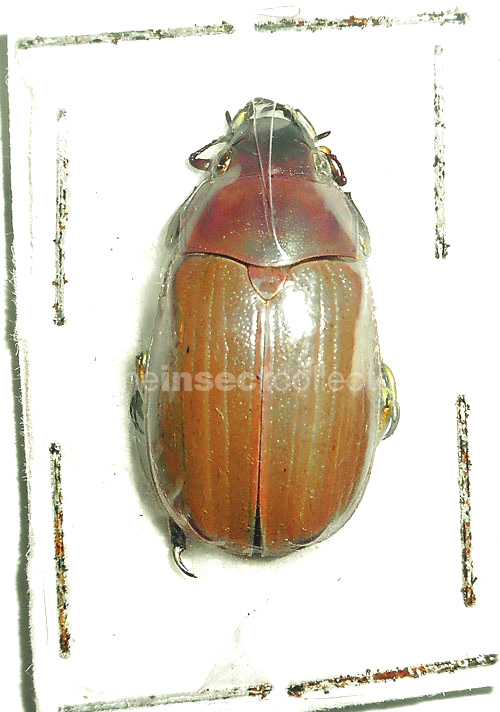 Chrysina laniventris