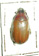 Chrysina laniventris