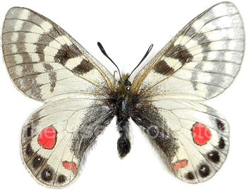 Parnassius stoliczkanus