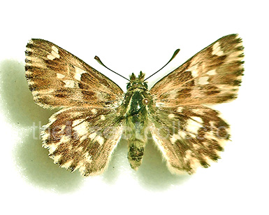 Carcharodus lavatherae