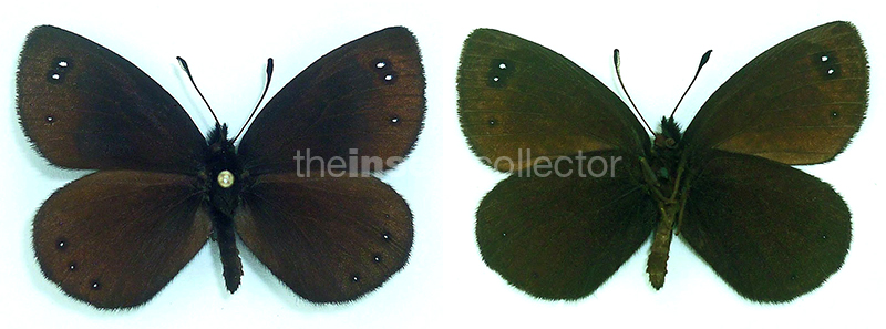 Erebia lefebvrei 