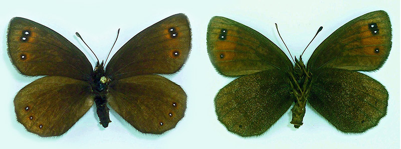 Erebia lefebvrei 