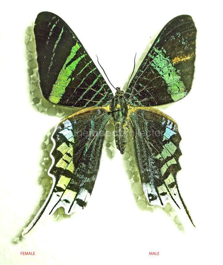 Urania leilus