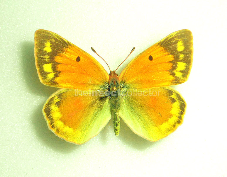 Colias aurorinia