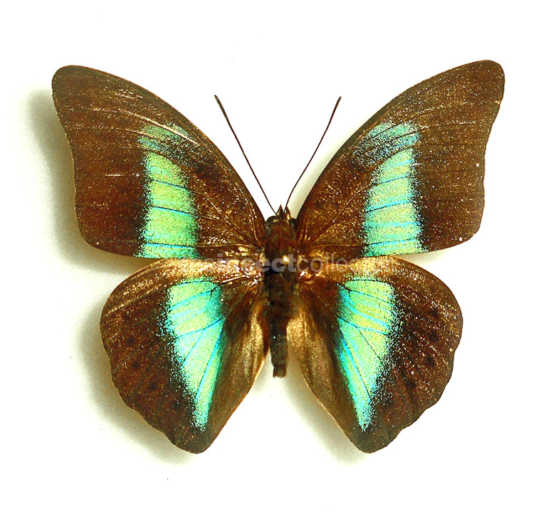 Prepona licomedes 