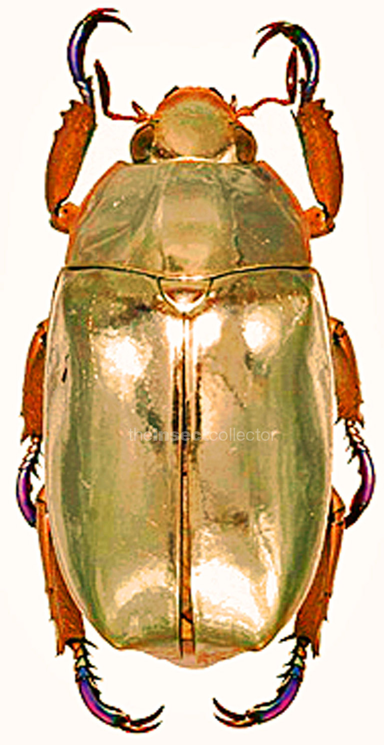 Chrysina limbata