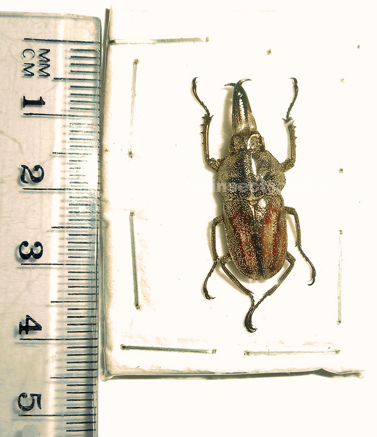 Casignethus lindei