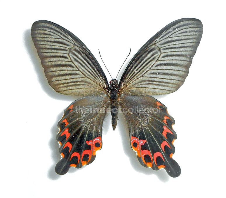 Papilio protenor 