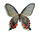 Papilio protenor 