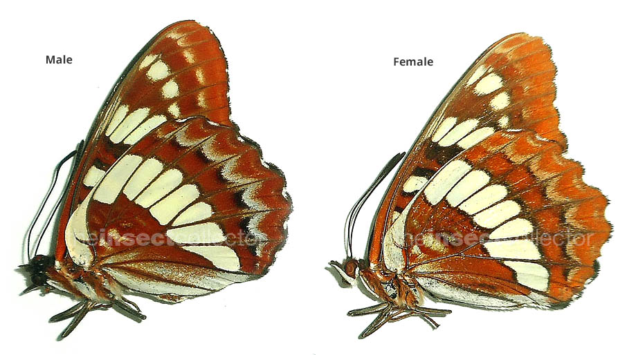 Limenitis lorquini